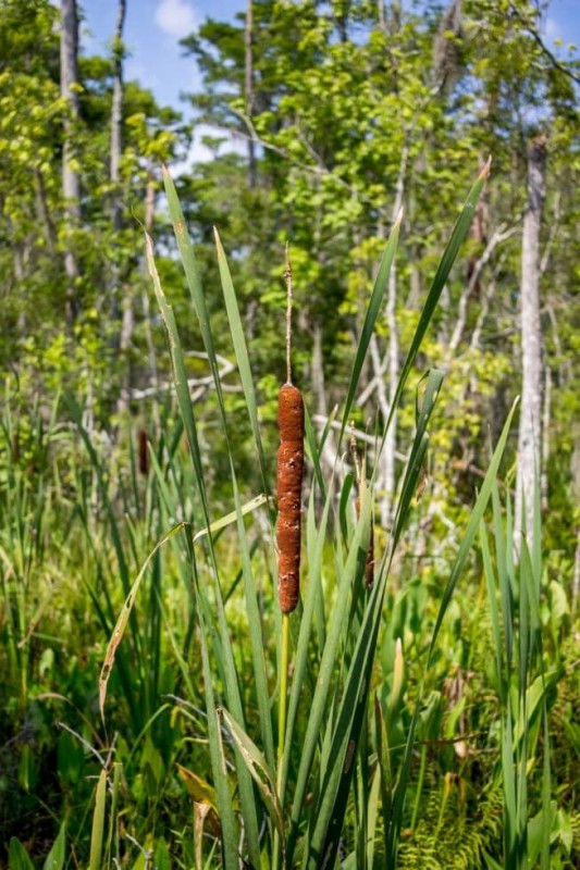 Cattail in Jean Lafitte National Park New Orleans Swamp