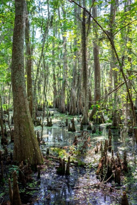 Cypress Knuckles in Jean Lafitte National Park New Orleans Swamp