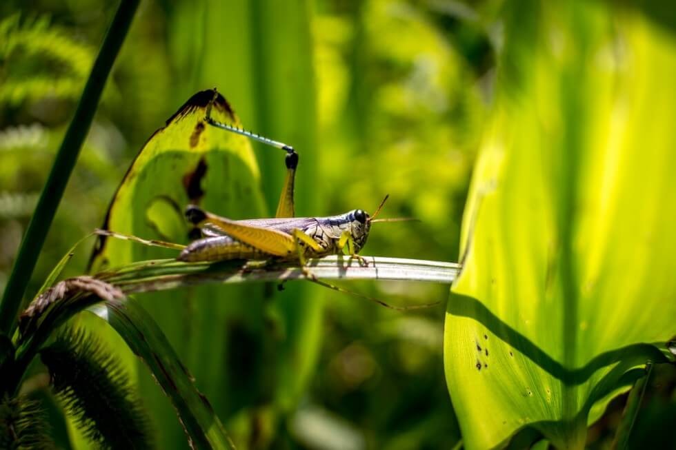 Grasshopper in Jean Lafitte National Park New Orleans Swamp