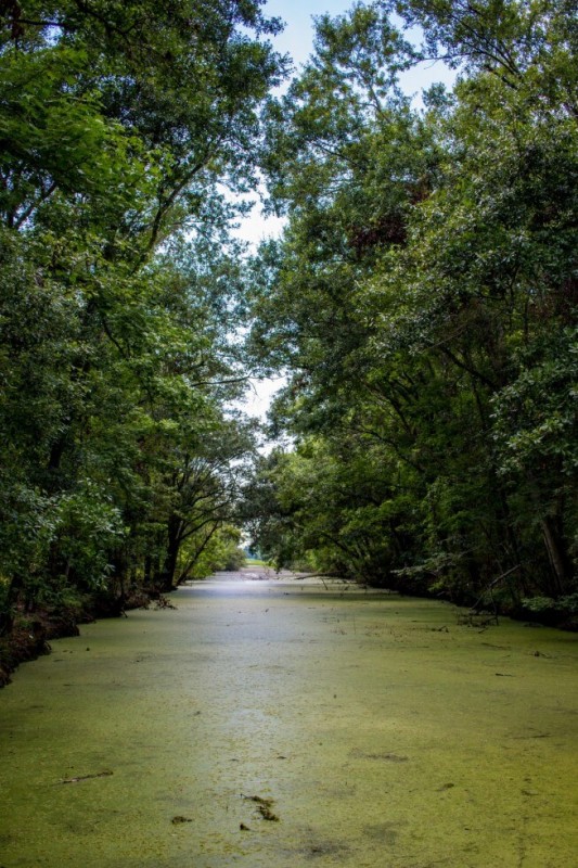 Jean Lafitte National Park New Orleans Green Swamp