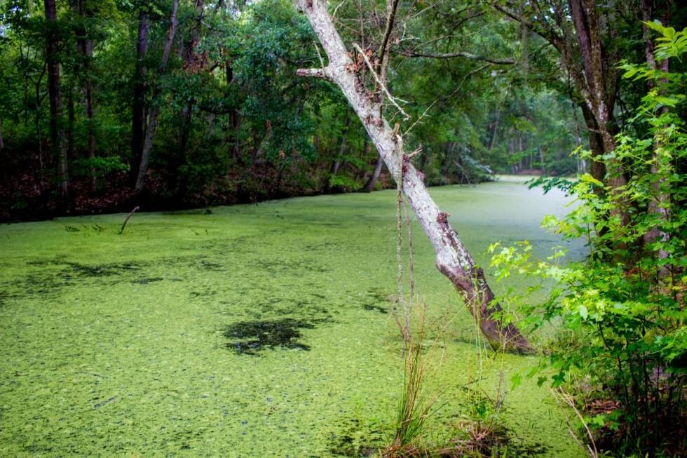Jean Lafitte National Park New Orleans Swamp to Visit Independently
