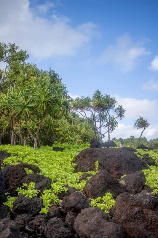 Windblown Palms by the black sand beach Hana Maui