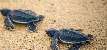 Baby Sea Turtle Release Mexico